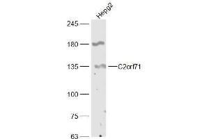 C2orf71 抗体  (AA 701-800)