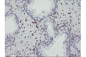 Image no. 1 for anti-RNA Binding Protein with Multiple Splicing (RBPMS) antibody (ABIN1500642) (RBPMS 抗体)