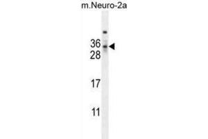 Western Blotting (WB) image for anti-MAF1 Homolog (MAF1) antibody (ABIN2995566) (MAF1 抗体)