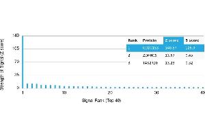 Protein Array (PAr) image for anti-Coiled-Coil Domain Containing 153 (CCDC153) antibody (ABIN7456016) (CCDC153 抗体)