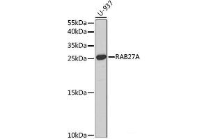 Western blot analysis of extracts of U-937 cells using RAB27A Polyclonal Antibody at dilution of 1:1000. (RAB27A 抗体)