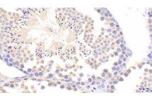 Detection of INHa in Mouse Testis Tissue using Polyclonal Antibody to Inhibin Alpha (INHa) (Inhibin alpha 抗体  (AA 240-366))