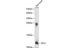 Western blot analysis of extracts of rat heart, using IFI27 antibody (ABIN6133763, ABIN6142164, ABIN6142165 and ABIN6218449) at 1:1000 dilution. (IFI27 抗体  (AA 1-100))