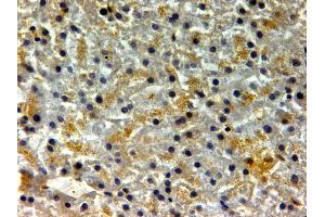 ABIN334401 (2µg/ml) staining of paraffin embedded Human Liver. (FTH1 抗体  (C-Term))