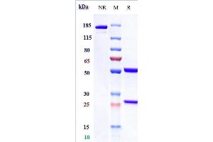 Anti-GPC3 / Glypican-3 Reference Antibody (codrituzumab) on SDS-PAGE under reducing (R) condition. (Recombinant GPC3 (Codrituzumab Biosimilar) 抗体)