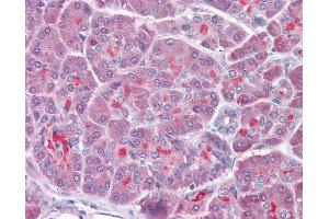 Anti-TRAF3 antibody IHC of human pancreas. (TRAF3 抗体  (AA 323-340))