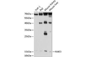 Western blot analysis of extracts of various cell lines, using NME3 antibody (ABIN3016659, ABIN3016660, ABIN3016661 and ABIN6219806) at 1:1000 dilution. (NME3 抗体  (AA 20-169))