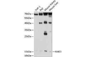 Western blot analysis of extracts of various cell lines, using NME3 antibody (ABIN3016659, ABIN3016660, ABIN3016661 and ABIN6219806) at 1:1000 dilution.