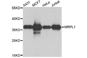Western blot analysis of extracts of various cell lines, using MRPL1 antibody. (MRPL1 抗体  (AA 51-325))