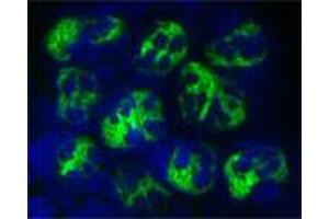 Staining of a cytospin preparation of peripheral blood mononuclear cells isolated from buffycoat. (Cathelicidin 抗体)
