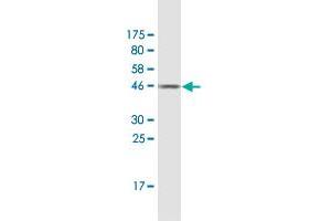 Western Blotting (WB) image for anti-Ferritin, Light Polypeptide (FTL) (AA 1-175) antibody (ABIN947882)