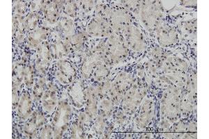 Immunostaining (ISt) image for anti-Paired Box 7 (PAX7) (AA 411-520) antibody (ABIN518636)