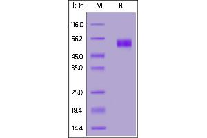 SIRP AlphaV2 (AA 31-369) (Active) protein (His tag,AVI tag,Biotin)
