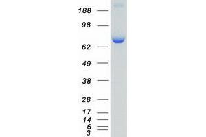 Western Blotting (WB) image for Ribosomal Protein S6 Kinase, 90kDa, Polypeptide 3 (RPS6KA3) protein (Myc-DYKDDDDK Tag) (ABIN2731175)