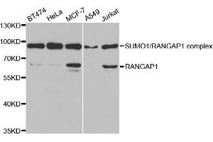Western Blotting (WB) image for anti-Ran GTPase Activating Protein 1 (RANGAP1) antibody (ABIN1876569) (RANGAP1 抗体)