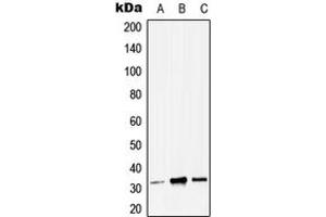 Western blot analysis of ZMAT3 expression in HEK293T (A), Raw264. (ZMAT3 抗体  (C-Term))