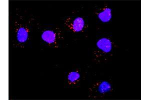 Proximity Ligation Assay (PLA) image for anti-Son of Sevenless Homolog 1 (SOS1) (AA 313-420) antibody (ABIN520376)