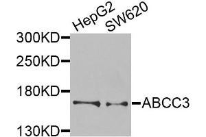 Western blot analysis of extracts of various cells, using ABCC3 antibody. (ABCC3 抗体)
