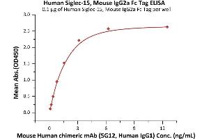 Immobilized Human Siglec-15, Mouse IgG2a Fc Tag (ABIN6992323) at 1 μg/mL (100 μL/well) can bind Mouse Human chimeric mAb (5G12, Human IgG1) with a linear range of 0. (SIGLEC15 Protein (AA 20-263) (Fc Tag))
