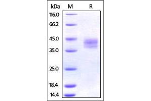 SDS-PAGE (SDS) image for Programmed Cell Death 1 Ligand 2 (PDCD1LG2) (AA 20-219) protein (His tag) (ABIN2870761)
