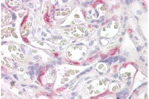 Anti-PHLDA2 antibody IHC staining of human placenta. (PHLDA2 抗体  (AA 139-152))