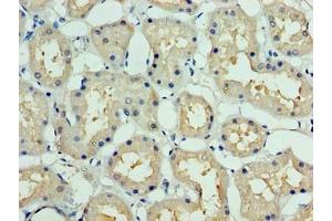 Immunohistochemistry of paraffin-embedded human kidney tissue using ABIN7149509 at dilution of 1:100 (DCUN1D1 抗体  (AA 1-259))