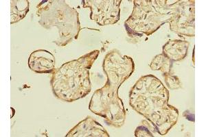 Immunohistochemistry of paraffin-embedded human placenta tissue using ABIN7151794 at dilution of 1:100 (ENKD1 抗体  (AA 1-346))