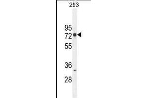 ZNF780A Antibody (N-term) (ABIN654493 and ABIN2844225) western blot analysis in 293 cell line lysates (35 μg/lane). (ZNF780A 抗体  (N-Term))