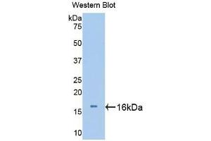 Western blot analysis of recombinant Mouse UCN3. (UCN3 抗体  (AA 24-149))