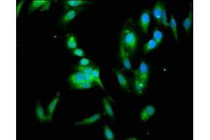 Immunofluorescence (IF) image for anti-14-3-3 eta (YWHAH) (AA 4-246) antibody (ABIN7142091)