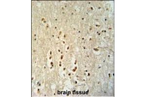 PTOV1 antibody (N-term) (ABIN654709 and ABIN2844400) immunohistochemistry analysis in formalin fixed and paraffin embedded human brain tissue followed by peroxidase conjugation of the secondary antibody and DAB staining. (PTOV1 抗体  (N-Term))