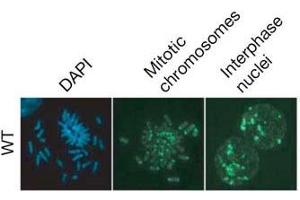 Immunofluorescence (IF) image for anti-5-Methylcytosine antibody (ABIN2451915) (5-Methylcytosine 抗体)
