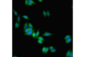 Immunofluorescence (IF) image for anti-Protein tyrosine Phosphatase, Receptor-Type, Z Polypeptide 1 (PTPRZ1) (AA 36-300) antibody (ABIN7167523)