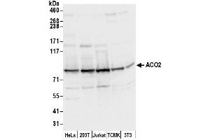 Western Blotting (WB) image for anti-Aconitase 2, Mitochondrial (ACO2) (AA 350-400) antibody (ABIN7449940)