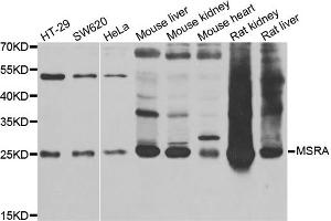 Western blot analysis of extracts of various cell lines, using MSRA antibody (ABIN5973791) at 1/1000 dilution. (MSRA 抗体)