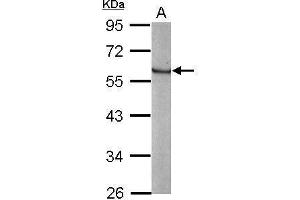 WB Image Sample (20 ug of whole cell lysate) A: human ESC 10% SDS PAGE antibody diluted at 1:3000 (KLF4 抗体  (C-Term))
