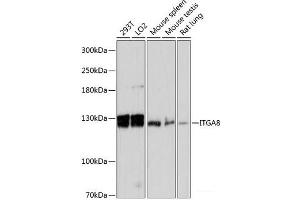 Western blot analysis of extracts of various cell lines using ITGA8 Polyclonal Antibody at dilution of 1:3000. (ITGA8 抗体)
