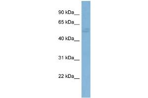 WB Suggested Anti-G3BP1 Antibody Titration:  0.