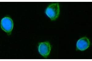 IF analysis of GLUD1/2 using anti-GLUD1/2 antibody (ABIN7602000). (GLUD1 / GLUD2 (AA 54-553) 抗体)