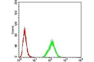 Flow cytometric analysis of Hela cells using HDAC2 mouse mAb (green) and negative control (red). (HDAC2 抗体  (AA 217-327))