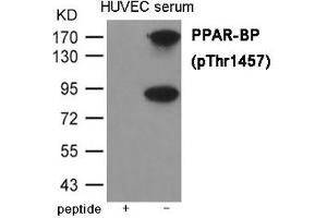 Western blot analysis of extracts from HUVEC cells treated with serum using PPAR-BP (Phospho-Thr1457) Antibody. (MED1 抗体  (pThr1457))