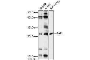 Western blot analysis of extracts of various cell lines, using E antibody (ABIN7266919) at 1:1000 dilution.