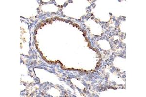 Immunohistochemistry of paraffin embedded rat testis using MLF1 (ABIN7074712) at dilution of 1: 1500 (400x lens) (MLF1 抗体)