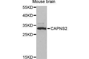 Western blot analysis of extracts of mouse brain, using CAPNS2 antibody (ABIN6293982) at 1:3000 dilution. (CAPNS2 抗体)