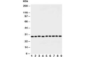 Western blot testing of Peroxiredoxin 3 antibody and rat samples: 1. (Peroxiredoxin 3 抗体  (AA 239-256))