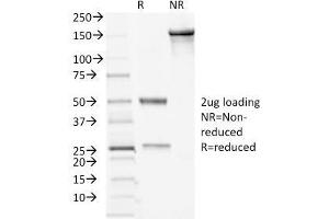 SDS-PAGE Analysis Purified Desmocollin-2/3 Mouse Monoclonal Antibody (7G6). (Desmocollin 2 抗体  (Extracellular Domain))