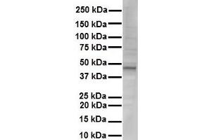 WB Suggested Anti-NR1I2 antibody Titration: 1 ug/mL Sample Type: Human liver (NR1I2 抗体  (N-Term))