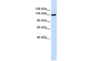 Western Blotting (WB) image for anti-Dishevelled Associated Activator of Morphogenesis 1 (DAAM1) antibody (ABIN2459853) (DAAM1 抗体)