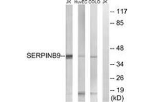 Western blot analysis of extracts from COLO/HuvEc/Jurkat cells, using SERPINB9 Antibody.
