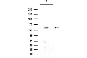anti-Fatty Acid Amide Hydrolase 2 (FAAH2) antibody